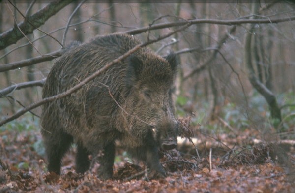  Image name: 44 Cinghiale.jpg 
 width: 600 pixel 
 height: 392 pixel 
 Size: 56583 bytes 
 Click to enlarge 